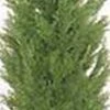 One 5 Foot Artificial Topiary Cedar Tree Potted Indoor Outdoor Plant By Silk Tree Warehouse -Green Leaf Store 315C5uYU1GL