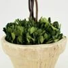 Tradingsmith Preserved Boxwood Tree Topiary - 10" X 10" X 24" 13 Tradingsmith Preserved Boxwood Tree Topiary - 10" X 10" X 24" -Green Leaf Store 319sWNqcmUL