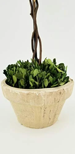 Tradingsmith Preserved Boxwood Tree Topiary - 10" X 10" X 24"