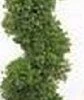 One 6 Foot 3 Inch Artificial Boxwood Spiral Topiary Tree Potted Indoor Or Outdoor -Green Leaf Store 31EW44kQSjL
