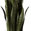 Nearly Natural, Green 4855 35in. Sansevieria With Black Planter & 6ft. Ficus Artificial Trees, 72in, Green -Green Leaf Store 31TbX4IcjvL 1