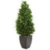 Nearly Natural 56-in. Bay Leaf Cone Topiary Artificial UV Resistant In Black Planter (Indoor/Outdoor) Silk Trees Green -Green Leaf Store 412fCu1B0DL