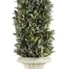 Regency International Flocked Artificial Sage Cone Tabletop Topiary 24" 12 Regency International Flocked Artificial Sage Cone Tabletop Topiary 24" -Green Leaf Store 413unfKcOyL