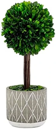 Galt International - Natural Preserved Boxwood Topiary In Cement Pot - Real Preserved Plant And Table Centerpiece - Stunning Greenery And Plant Decor For Home | (14" Tall / 5.9" Topiary) 3 Galt International - Natural Preserved Boxwood Topiary In Cement Pot - Real Preserved Plant And Table Centerpiece - Stunning Greenery And Plant Decor For Home | (14" Tall / 5.9" Topiary) - Image 3