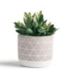 Kurrajong Farmhouse Artificial Succulent Plant 7.5" X 4.5" | Beautiful Faux Plant For Home Decor Indoor | Realistic Artificial Plants | Fake Plants For Desk Decor | Fake Succulent In Pot -Green Leaf Store 41EyoIPDWrL