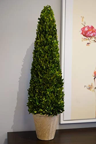 BoxwoodWorld Boxwood Topiary 100cm Height Preserved Nature Boxwood Leaves, Big Tree Plant Decor For Any Indoor Room (Large Bxowood ConeTree, 39 Inch) 7 BoxwoodWorld Boxwood Topiary 100cm Height Preserved Nature Boxwood Leaves, Big Tree Plant Decor For Any Indoor Room (Large Bxowood ConeTree, 39 Inch) - Image 7
