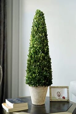 BoxwoodWorld Boxwood Topiary 100cm Height Preserved Nature Boxwood Leaves, Big Tree Plant Decor For Any Indoor Room (Large Bxowood ConeTree, 39 Inch) 9 BoxwoodWorld Boxwood Topiary 100cm Height Preserved Nature Boxwood Leaves, Big Tree Plant Decor For Any Indoor Room (Large Bxowood ConeTree, 39 Inch) -Green Leaf Store 41GcQbbTZkL