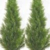 Silk Tree Warehouse Two 3 Foot Artificial Cedar Topiary Trees Potted Indoor Or Outdoor -Green Leaf Store 41HzqXHiHaL