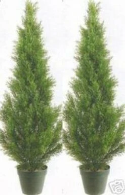 Silk Tree Warehouse Two 3 Foot Artificial Cedar Topiary Trees Potted Indoor Or Outdoor