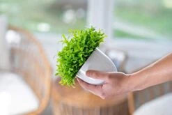 Plants+ Artificial Fake Faux Indoor House Desk Office For Decoration - Plastic Lifelike Flower With White Pot, Outdoor Decor Topiary Greenery, Set Of 1, Lavender -Green Leaf Store 41KSy6qdxQL