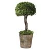 Beaumont Lane Tree Topiary Preserved In Natural Evergreen -Green Leaf Store 41KZB6vaCOL