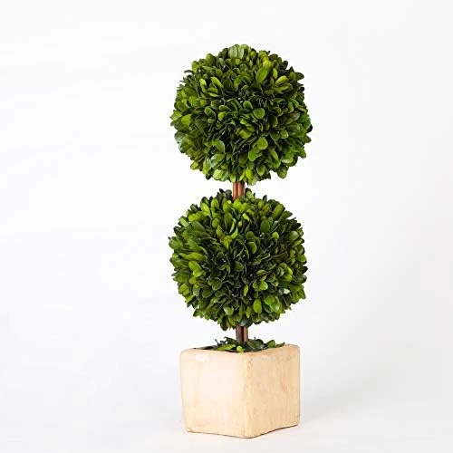 Boxwoodworld Preserved Boxwood Green Plant For Home Decor Classic Ball On Pot Design 10 Inch Hight (boxwood Leaves) 6 Boxwoodworld Preserved Boxwood Green Plant For Home Decor Classic Ball On Pot Design 10 Inch Hight (boxwood Leaves) - Image 6