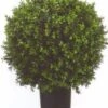 Silk Tree Warehouse Company Inc Two 2 Foot Outdoor Artificial Boxwood Ball Topiary Bushes Potted Plants 16 Inches Wide Silk Tree Warehouse Company Inc 16 Silk Tree Warehouse Company Inc Two 2 Foot Outdoor Artificial Boxwood Ball Topiary Bushes Potted Plants 16 Inches Wide Silk Tree Warehouse Company Inc -Green Leaf Store 41LBFbE8ltL