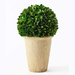 Boxwoodworld Preserved Boxwood Green Plant For Home Decor Classic Ball On Pot Design 10 Inch Hight (boxwood Leaves)