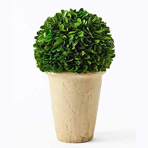 Boxwoodworld Preserved Boxwood Green Plant For Home Decor Classic Ball On Pot Design 10 Inch Hight (boxwood Leaves) 10 Boxwoodworld Preserved Boxwood Green Plant For Home Decor Classic Ball On Pot Design 10 Inch Hight (boxwood Leaves) - Image 10