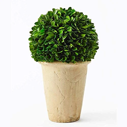 Boxwoodworld Preserved Boxwood Green Plant For Home Decor Classic Ball On Pot Design 10 Inch Hight (boxwood Leaves) 1 Boxwoodworld Preserved Boxwood Green Plant For Home Decor Classic Ball On Pot Design 10 Inch Hight (boxwood Leaves)
