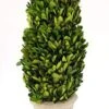 Tradingsmith Preserved Boxwood Cone Tree Topiary 20" -Green Leaf Store 41LLhJRXDNL