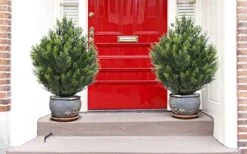 (Set Of 2) 24Inch/2 Foot Outdoor,Indoor Artificial Boxwood Plant Garden Torch Shaped Topiary Artificial Topiaries Bushes Potted Fake Plants Company Home Office Decor 8 (Set Of 2) 24Inch/2 Foot Outdoor,Indoor Artificial Boxwood Plant Garden Torch Shaped Topiary Artificial Topiaries Bushes Potted Fake Plants Company Home Office Decor -Green Leaf Store 41MEoLodZUL