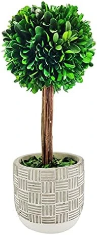 Galt International - Natural Preserved Boxwood Topiary In Cement Pot - Real Preserved Plant And Table Centerpiece - Stunning Greenery And Plant Decor For Home | (14" Tall / 5.9" Topiary) 6 Galt International - Natural Preserved Boxwood Topiary In Cement Pot - Real Preserved Plant And Table Centerpiece - Stunning Greenery And Plant Decor For Home | (14" Tall / 5.9" Topiary) - Image 6