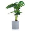 Meneco Small Fake Plant Potted - Faux Plant Indoor Plant Artificial Potted Plant Decor For Home And Office (16", Monstera Leaf) -Green Leaf Store 41NZO7jDD1L