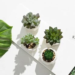 MyGift Set Of 4 Mini Assorted Artificial Succulent Fake Plants In Modern White Textured Ceramic Plant Pots 11 MyGift Set Of 4 Mini Assorted Artificial Succulent Fake Plants In Modern White Textured Ceramic Plant Pots -Green Leaf Store 41OYJBQhpFS