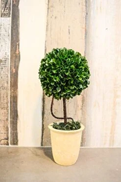 Admired By Nature Faux Preserved Artificial Boxwood Ball Topiary Plant Tabletop In Pot, 13.5" H 5 Admired By Nature Faux Preserved Artificial Boxwood Ball Topiary Plant Tabletop In Pot, 13.5" H -Green Leaf Store 41QI18QVr0L