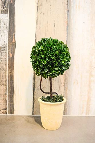 Admired By Nature Faux Preserved Artificial Boxwood Ball Topiary Plant Tabletop In Pot, 13.5" H 3 Admired By Nature Faux Preserved Artificial Boxwood Ball Topiary Plant Tabletop In Pot, 13.5" H - Image 3