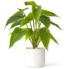 Mkono Fake Plants In Ceramic Pot, 11" Potted Artificial Plants For Home Decor Indoor Faux Green Leaf Plant With Modern White Planter For Desk Shelf Office Room Decoration (Pothos) 13 Mkono Fake Plants In Ceramic Pot, 11" Potted Artificial Plants For Home Decor Indoor Faux Green Leaf Plant With Modern White Planter For Desk Shelf Office Room Decoration (Pothos) -Green Leaf Store 41RrddE3CHL