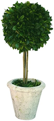 Mills Floral Company Box Topiary, Single, Large, 6" X 16"