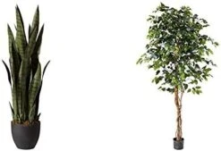 Nearly Natural, Green 4855 35in. Sansevieria With Black Planter & 6ft. Ficus Artificial Trees, 72in, Green -Green Leaf Store 41Sy5isVhL. AC 1