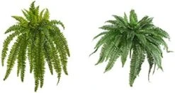 Nearly Natural 35” Boston Fern Artificial (Set Of 2) Silk Plants Green & 5357 4ft. Golden Cane Palm Tree,Green -Green Leaf Store 41TDEfp57DL. AC 1