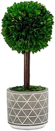 Galt International - Natural Preserved Boxwood Topiary In Cement Pot - Real Preserved Plant And Table Centerpiece - Stunning Greenery And Plant Decor For Home | (14" Tall / 5.9" Topiary) 4 Galt International - Natural Preserved Boxwood Topiary In Cement Pot - Real Preserved Plant And Table Centerpiece - Stunning Greenery And Plant Decor For Home | (14" Tall / 5.9" Topiary) - Image 4