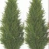 Two 4 Foot Artificial Topiary Cedar Trees Potted Indoor Outdoor Plants 13 Two 4 Foot Artificial Topiary Cedar Trees Potted Indoor Outdoor Plants -Green Leaf Store 41VHNWGw5ZL