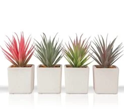 Sunprairie Classic Set Of 4 Faux Succulents 7” Tall In Ivory White Stucco Ceramic Pots-Realistic Multi Colored Artificial Succulents Plants For Home & Office Decor.