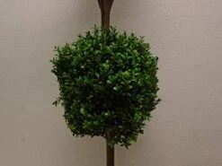 4' Double Ball-shaped Boxwood Topiary In Plastic Pot Two Tone Green -Green Leaf Store 41YFq66wwvL