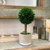 Galt International - Natural Preserved Boxwood Topiary In Cement Pot - Real Preserved Plant And Table Centerpiece - Stunning Greenery And Plant Decor For Home | (14" Tall / 5.9" Topiary) -Green Leaf Store 41YInFbWWRL