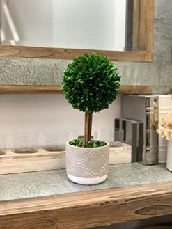 Galt International - Natural Preserved Boxwood Topiary In Cement Pot - Real Preserved Plant And Table Centerpiece - Stunning Greenery And Plant Decor For Home | (14" Tall / 5.9" Topiary)