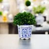 Galt International 7" Preserved Natural Boxwood In Ceramic Pot - Plant And Table Centerpiece - Stunning Greenery And Plant Decor For Home - Blue & White (Small 7" Tall Topiary) -Green Leaf Store 41ahWPaqtUL