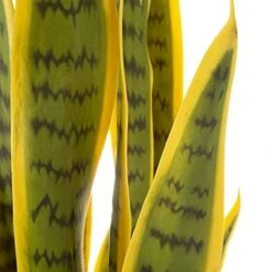 Artificial Sansevieria Snake Plant – 29.5-Inch Potted Fake Upward Foliage For Home Or Office Decoration – Pointed Polyester Leaves By Pure Garden 11 Artificial Sansevieria Snake Plant – 29.5-Inch Potted Fake Upward Foliage For Home Or Office Decoration – Pointed Polyester Leaves By Pure Garden -Green Leaf Store 41b0pmxTNDS