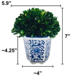 Galt International 7" Preserved Natural Boxwood In Ceramic Pot - Plant And Table Centerpiece - Stunning Greenery And Plant Decor For Home - Blue & White (Small 7" Tall Topiary) 11 Galt International 7" Preserved Natural Boxwood In Ceramic Pot - Plant And Table Centerpiece - Stunning Greenery And Plant Decor For Home - Blue & White (Small 7" Tall Topiary) -Green Leaf Store 41cKWS2eXxL