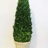 Tradingsmith Preserved Boxwood Cone Tree - 24" 6 Tradingsmith Preserved Boxwood Cone Tree - 24" -Green Leaf Store 41d9TZFyOrL