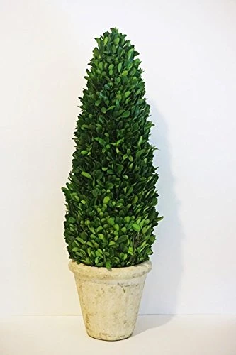 Tradingsmith Preserved Boxwood Cone Tree - 24" 1 Tradingsmith Preserved Boxwood Cone Tree - 24"