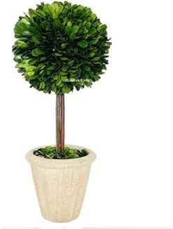 Natural Preserved Boxwood Topiary In Pot 9 Inch Stunning Greenery And Plant Decor Great For Home Office Bar Shop Decoartion Christmas Topiary Decor GIFS For Family, New House(9 Inch Tall/4 Inch Wide) -Green Leaf Store 41d9sZR0UwL. AC