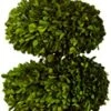 Preserved Boxwood With Double Ball And Cone 11 Preserved Boxwood With Double Ball And Cone -Green Leaf Store 41dUsgYiS1L