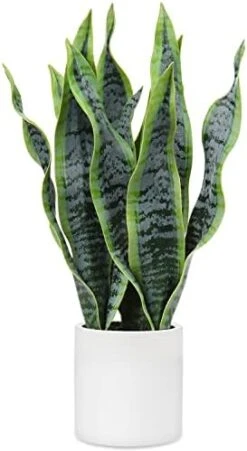 Briful 14'' Fake Snake Plant Home Decor Real Touch Faux Sansevieria Plant In White Ceramic Pot With Wooden Stand Artificial Snake Plant With Wide Leaves For Kitchen Living Room Bathroom Decorations -Green Leaf Store 41gxW4f5qZL. AC