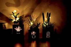BEGONDIS Set Of 3 Artificial Succulents With Led Lights In Wooden Box, Artificial Plants Plastic Fake Topiary For Home/Office Decorations, Table Centerpiece -Green Leaf Store 41hi0ivSdVL