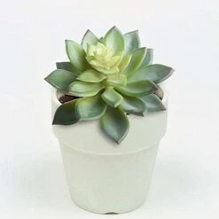 BCP Pack Of 2 Realistic Cute Green Home Garden Artificial Plastic Snowdrop Echeverias Succulent Plants Unpotted -Green Leaf Store 41hpXNMPBRL
