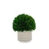 Galt International - Natural Preserved Boxwood Topiary In Cement Pot - Real Preserved Plant And Table Centerpiece - Stunning Greenery And Plant Decor For Home (9.5" Tall / 7.9" Topiary) 9 Galt International - Natural Preserved Boxwood Topiary In Cement Pot - Real Preserved Plant And Table Centerpiece - Stunning Greenery And Plant Decor For Home (9.5" Tall / 7.9" Topiary) -Green Leaf Store 41jttwgrWWL