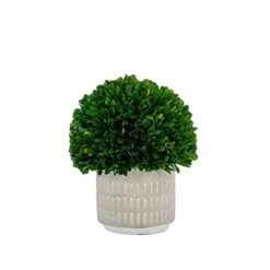 Galt International - Natural Preserved Boxwood Topiary In Cement Pot - Real Preserved Plant And Table Centerpiece - Stunning Greenery And Plant Decor For Home (9.5" Tall / 7.9" Topiary)