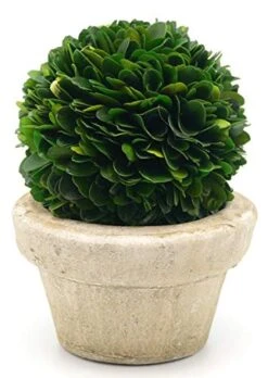 Serene Spaces Living Preserved Boxwood Ball With Small Pot – Boxwood In Planters, Preserved Plant For Boxwood Table Decor, Boxwood Centerpiece, Measures 5.5" Tall & 4" Diameter